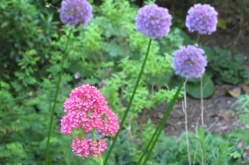 The South London Botanical Institute