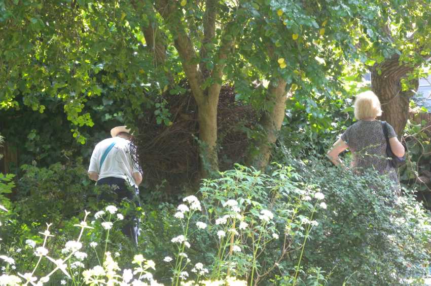 The South London Botanical Institute