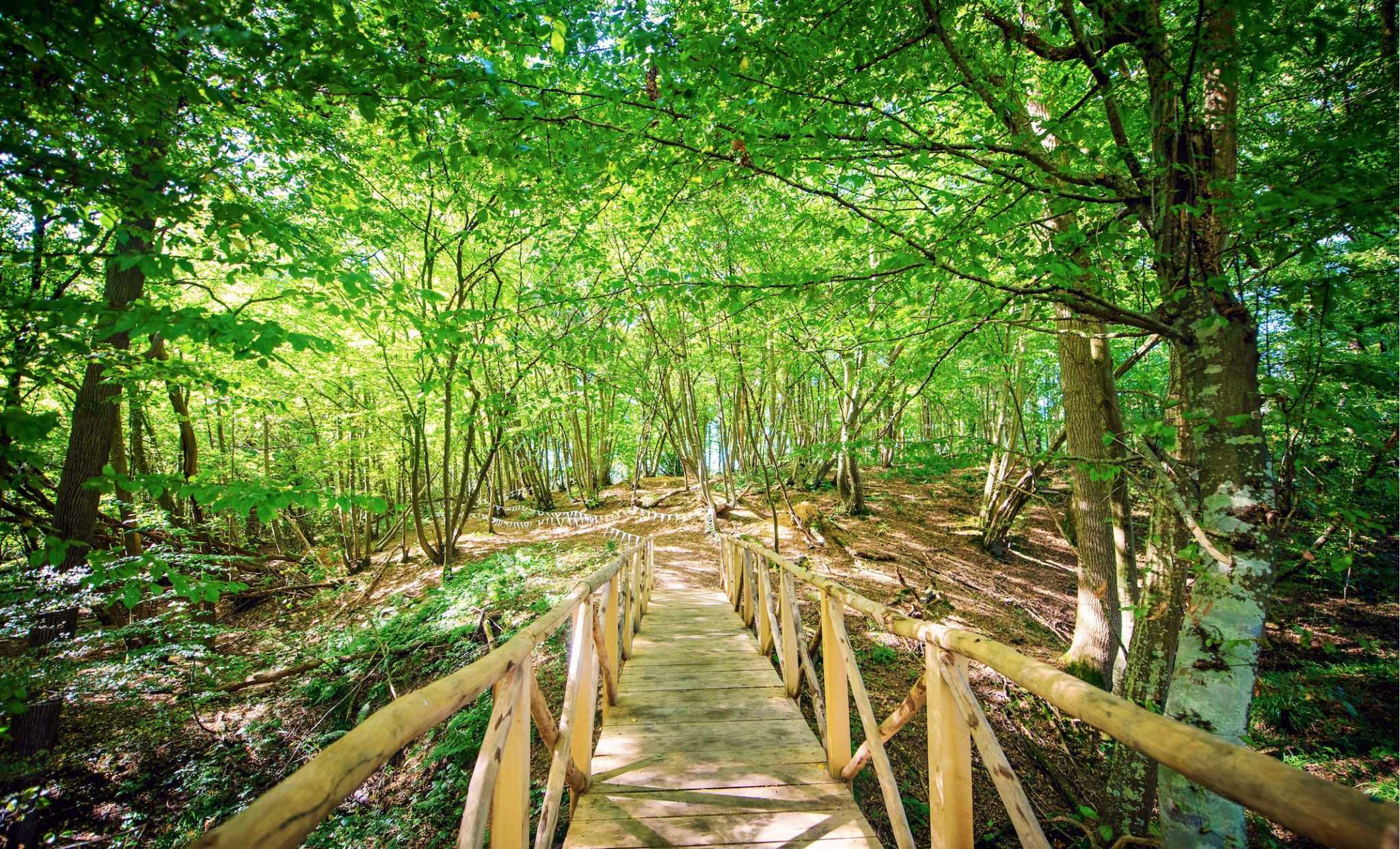 The Woodland