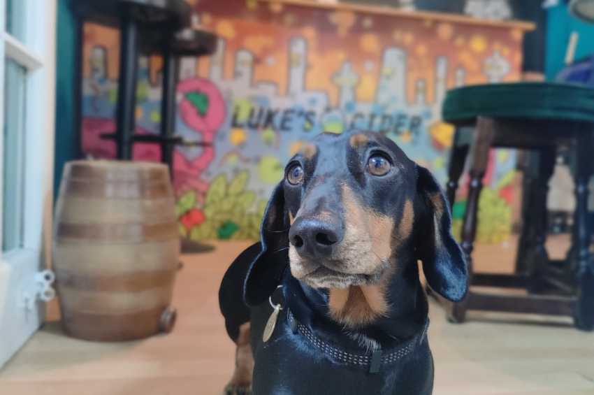 Luke's Cider Tap