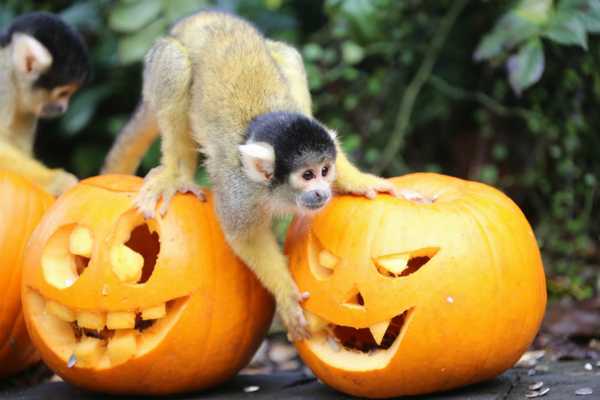 Halloween in the Sky – Sky Garden
