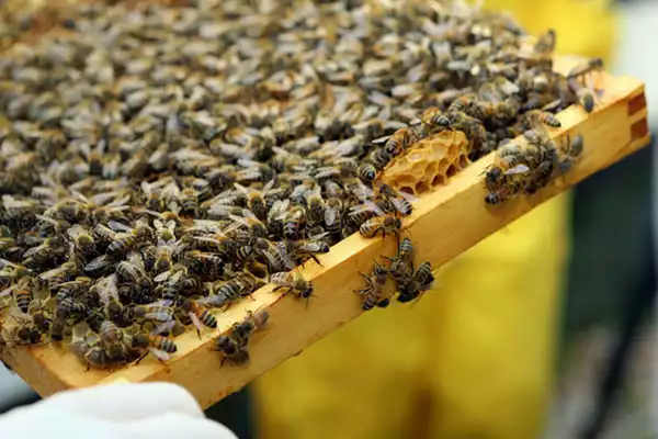 st-ermins-hotel-bee-roof-garden