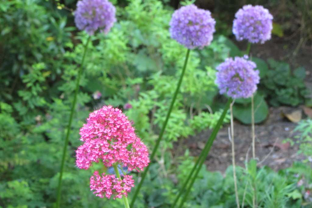 The South London Botanical Institute