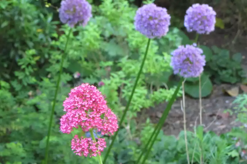 The South London Botanical Institute