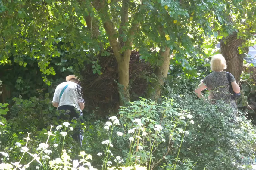 The South London Botanical Institute