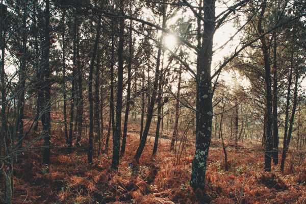 sunlight-between-autumn-trees