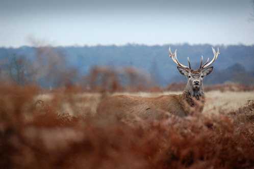richmond-park-autumn