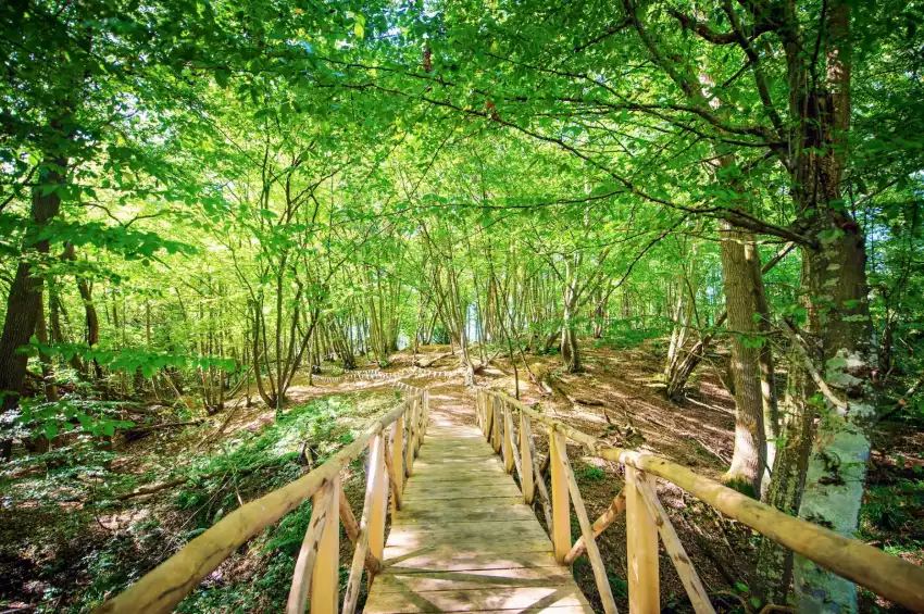 The Wild Meadow Kent