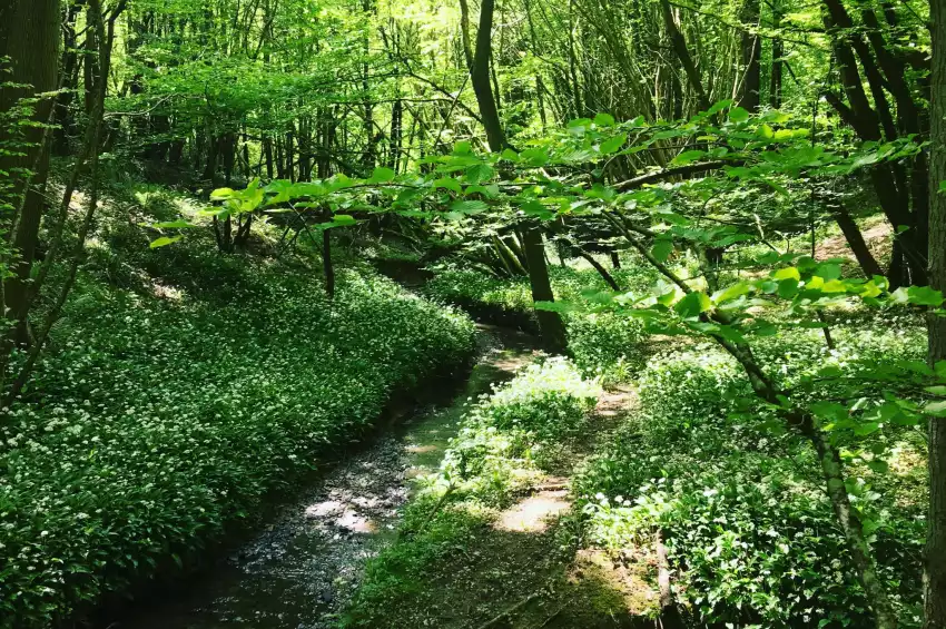 The Wild Meadow Kent