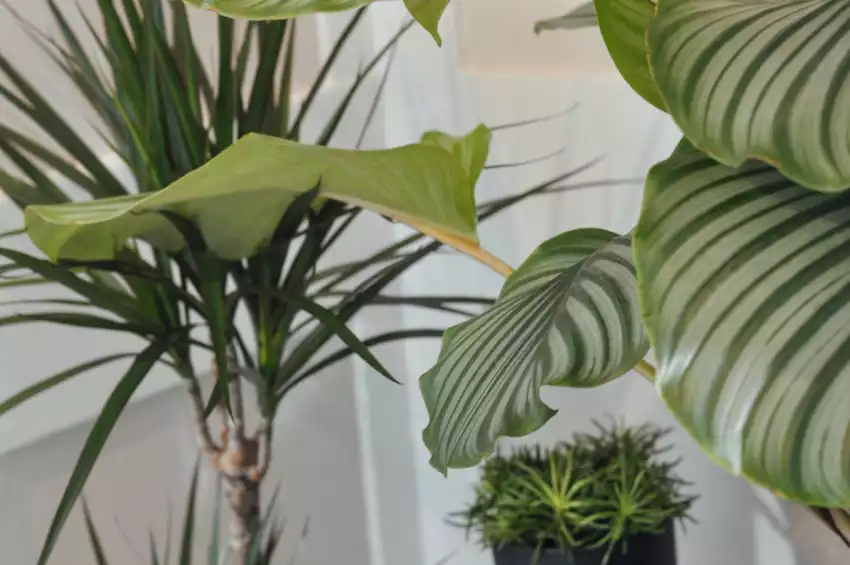 Spitalfields Georgian Townhouse