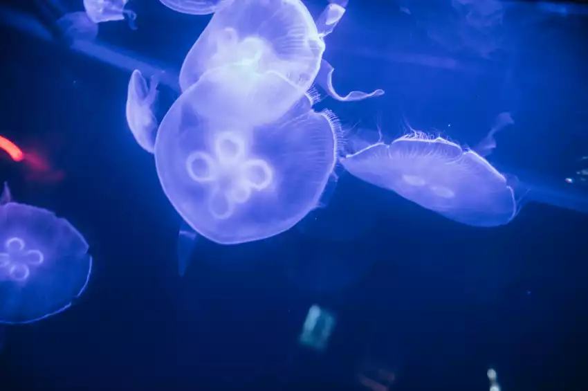 The London Reign Showclub 