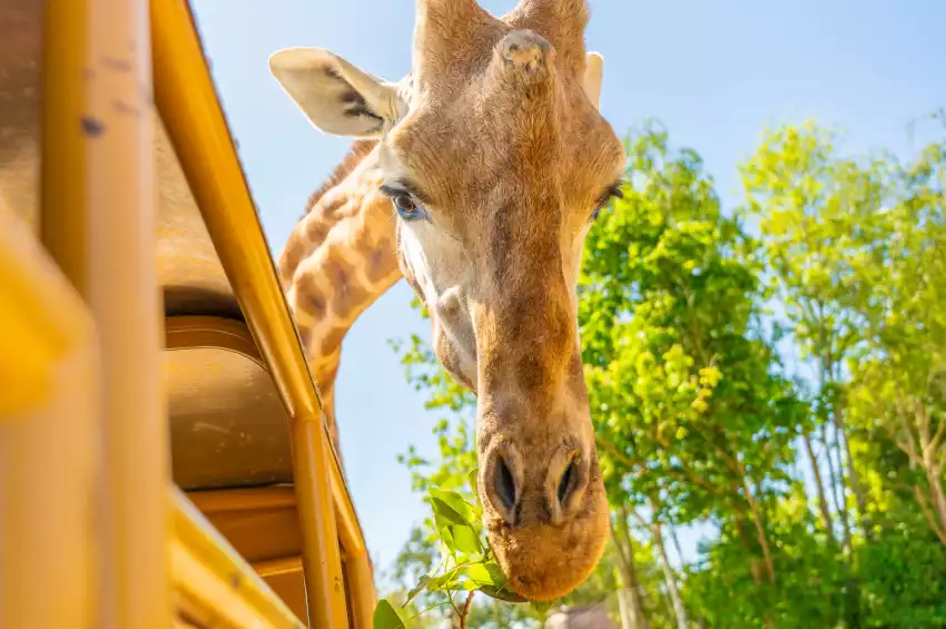 Chessington World of Adventures Resort