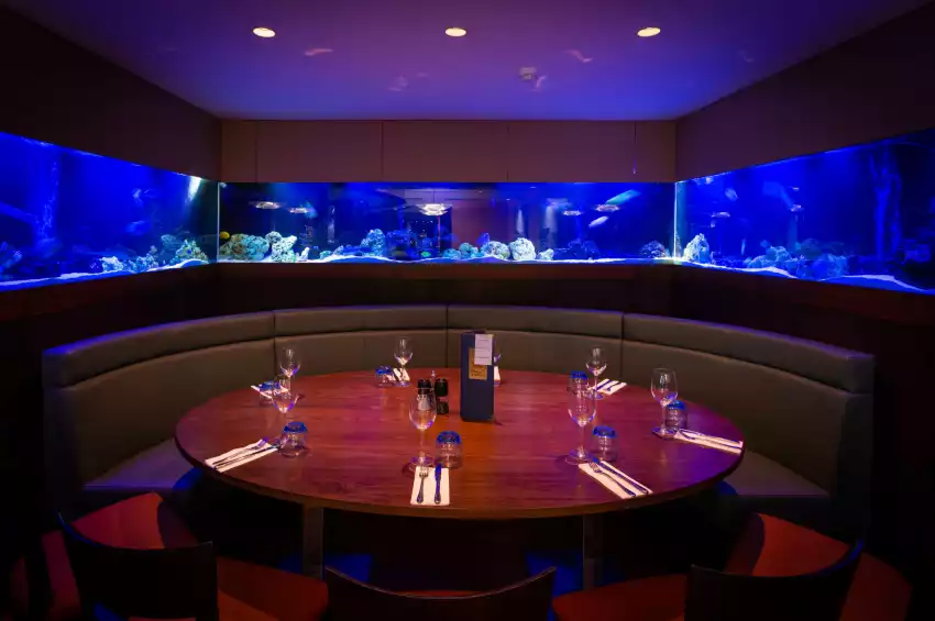 The Seashell of Lisson Grove 