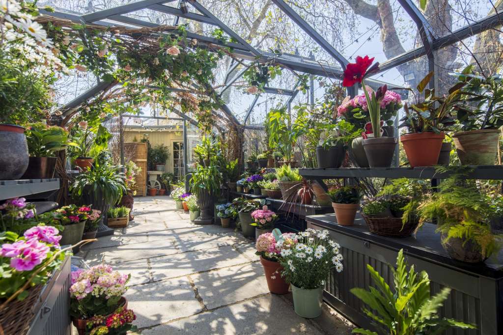Greenhouse interior with flowering plants, potted blooms, and climbing vines under glass roof structure.